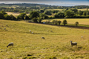 英国伍斯特郡牧羊牧场阳光农场风景优美