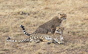 马赛马拉的猎豹幼崽。肯尼亚