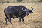 肯尼亚马赛马拉大草原上的水牛