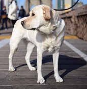 布鲁克林桥上的拉布拉多寻回犬