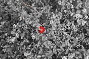 草丛中的一朵红花