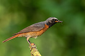 栖息在树枝上的雄性普通红雀