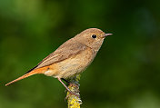 栖息在树枝上的雌性普通红雀