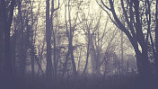 雾中的光秃秃的树木