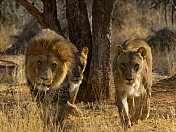 野生的狮子家族