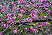 不列颠哥伦比亚省维多利亚的樱花