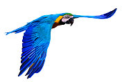 蓝色和黄色金刚鹦鹉(阿拉阿拉劳那)在飞行