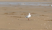 小海鸥在海滩上散步