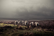 羊群走到远处，在野外披着厚厚的外套，与远处的山和阴沉的天空
