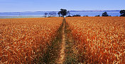 英国萨福克郡夏天大麦收获的小路