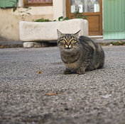 猫,宠物