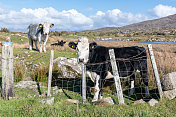 爱尔兰戈尔韦科内马拉的牛