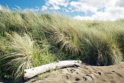 新西兰海岸的浮木