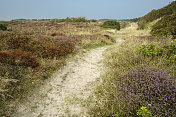 Wangerooge,盛开的花