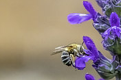 一只蜜蜂在薰衣草花瓣上的特写