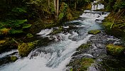 麦肯齐河野生