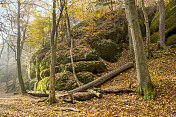 秋天森林中的山毛榉树和长满苔藓的岩石