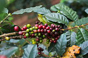 嫩枝和咖啡豆