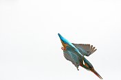 翠鸟潜水(Alcedo atthis)