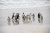 企鹅角半岛卵石海滩