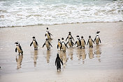 企鹅角半岛卵石海滩