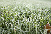 花园草坪上冰冻的草叶的特写。