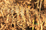 秋天棕色干燥的欧洲蕨