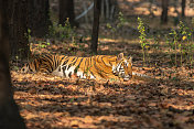 孟加拉虎躺在班德哈瓦国家公园的森林里，印度