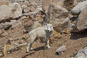 科罗拉多州埃文斯山上的小山羊
