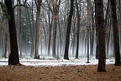 雾雪森林树干在一行，覆盖，复制空间