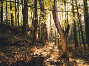 阿迪朗达克山脉，纽约，枯树，秋天的森林