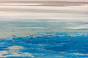 美丽的火烈鸟在阿塔卡马沙漠的湖中觅食。