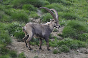 高山山羊 (Capra ibex)