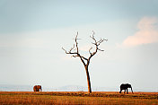 两只非洲象站在一棵光秃秃的树旁
