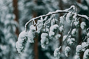 神奇的雪覆盖了树木。美丽的冬天的风景