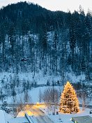 灯火通明的户外圣诞树，白雪覆盖