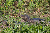 巴西潘塔纳尔湿地的凯门鳄