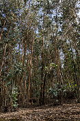 大加那利岛的桉树