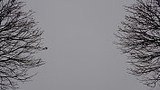 两棵树和灰色的天空