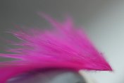 粉红色的羽毛