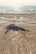 南康沃尔Pedn Vounder海滩，清澈的海水和海草。