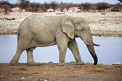 纳米比亚etosha国家公园的大象