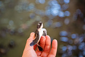 手握小海龟