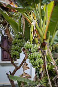 香蕉植物