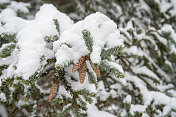 雪云杉球果