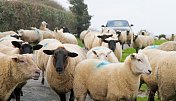一群羊堵塞了威尔士乡村的道路