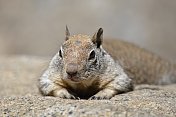 约塞米蒂国家公园的地松鼠