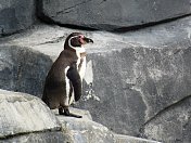 洪堡企鹅