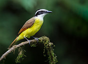 哥斯达黎加，巨大的Kiskadee flycatcher栖息在长满青苔的树枝上