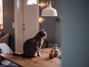 可爱的猫坐在家里厨房的桌子上